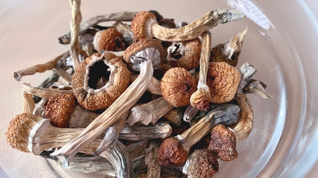 Dried Mushroom Australia